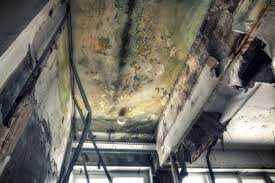 Best Commercial Mold Inspection  in Pleasanton, TX